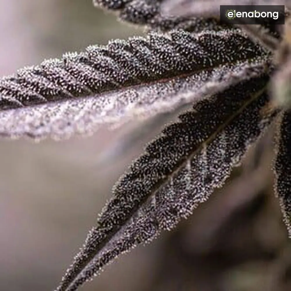 Dynamite Diesel Royal Queen Seeds — фото 7