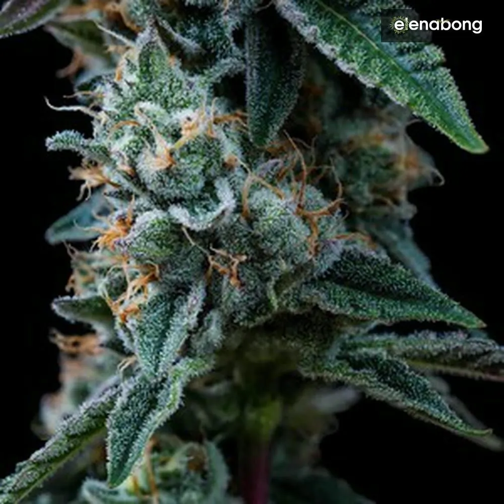Dynamite Diesel Royal Queen Seeds — фото 8