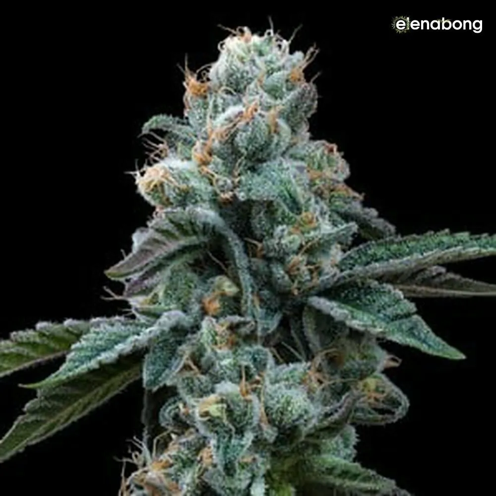Dynamite Diesel Royal Queen Seeds — фото 9