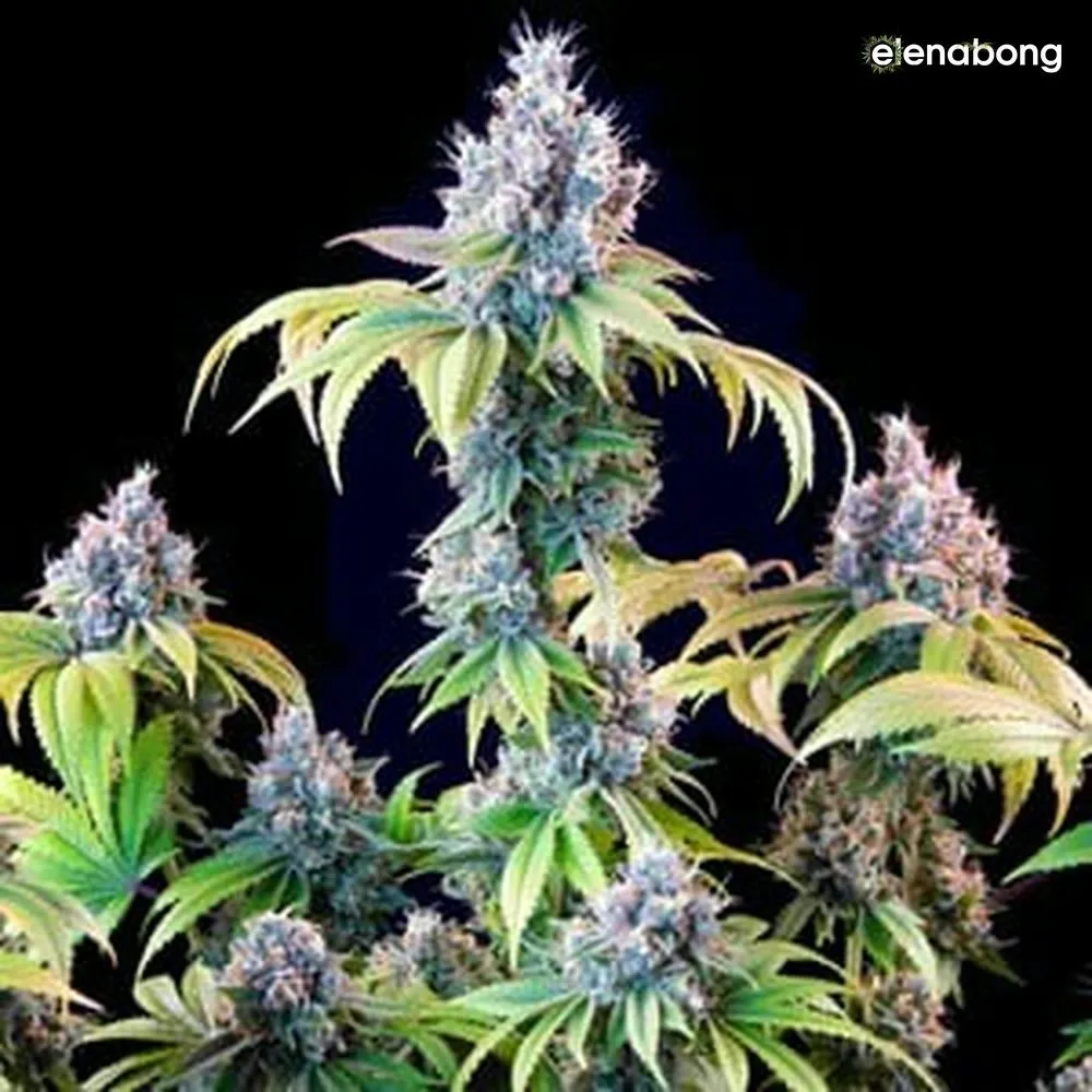 Dynamite Diesel Royal Queen Seeds — фото 10