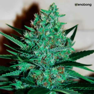 Fruity Chronic Juice Delicious Seeds — фото 1