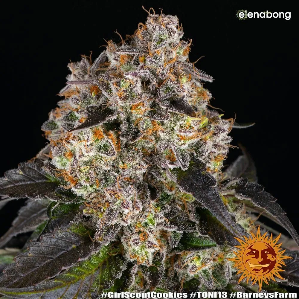 Girl Scout Cookies Barney's Farm — фото 5
