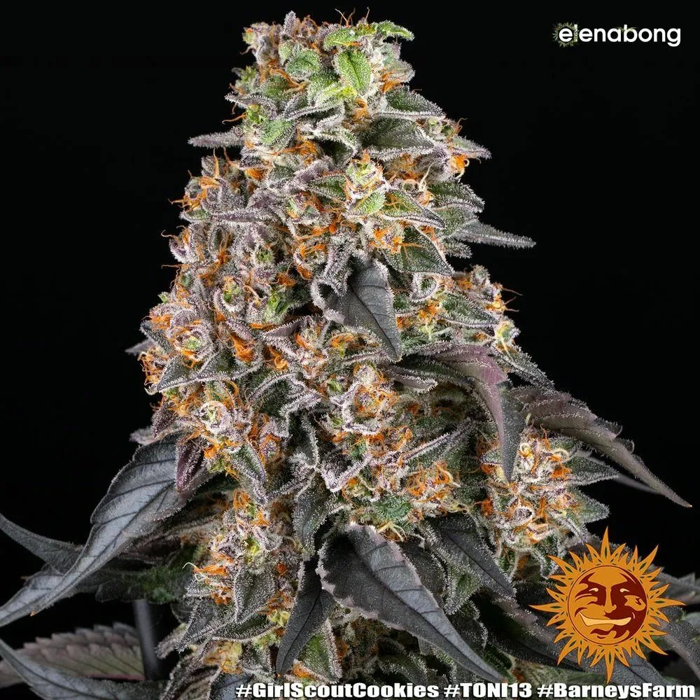 Girl Scout Cookies Barney's Farm — фото 10