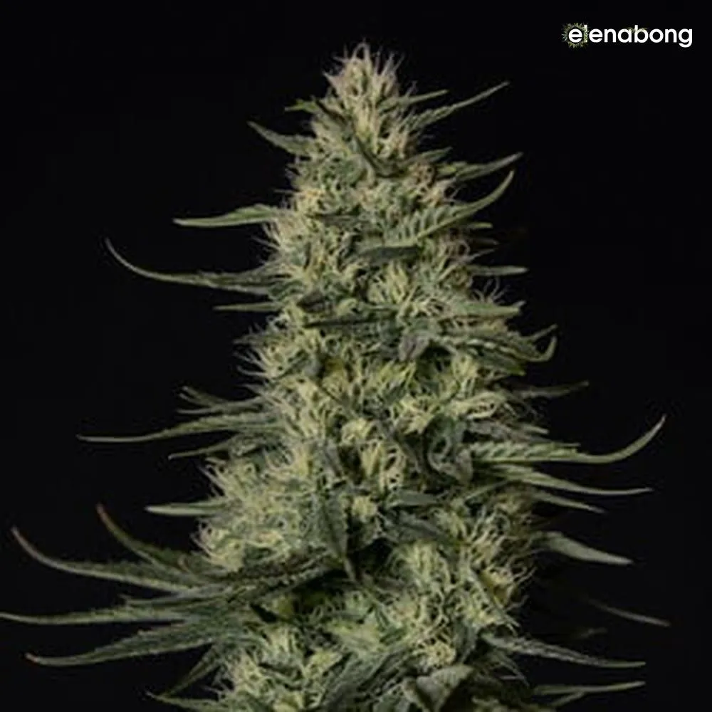 Punch Pie Royal Queen Seeds — фото 4
