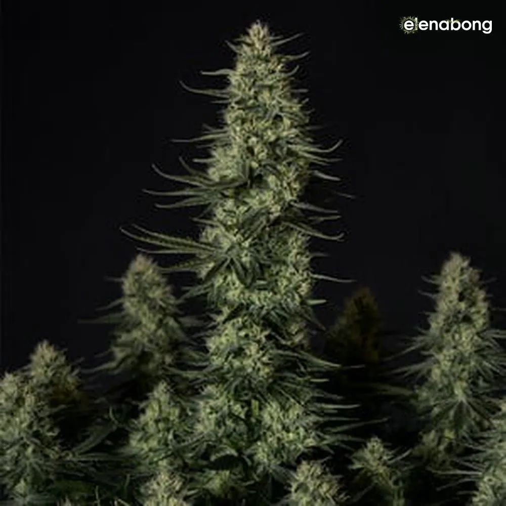 Punch Pie Royal Queen Seeds — фото 6