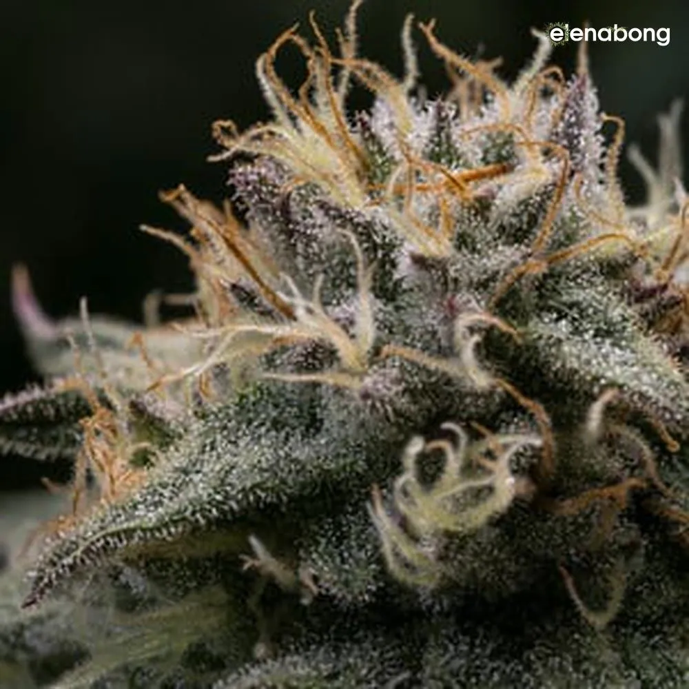 Punch Pie Royal Queen Seeds — фото 7