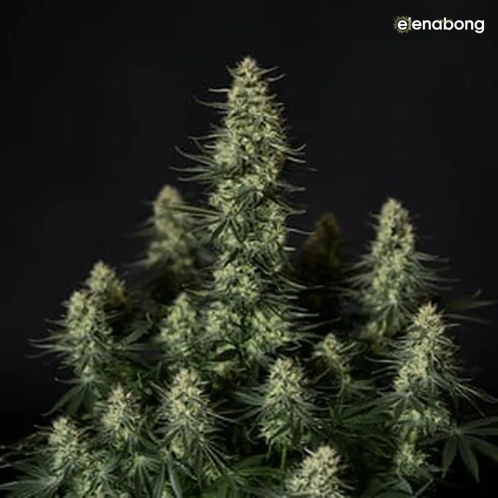 Punch Pie Royal Queen Seeds — фото 8