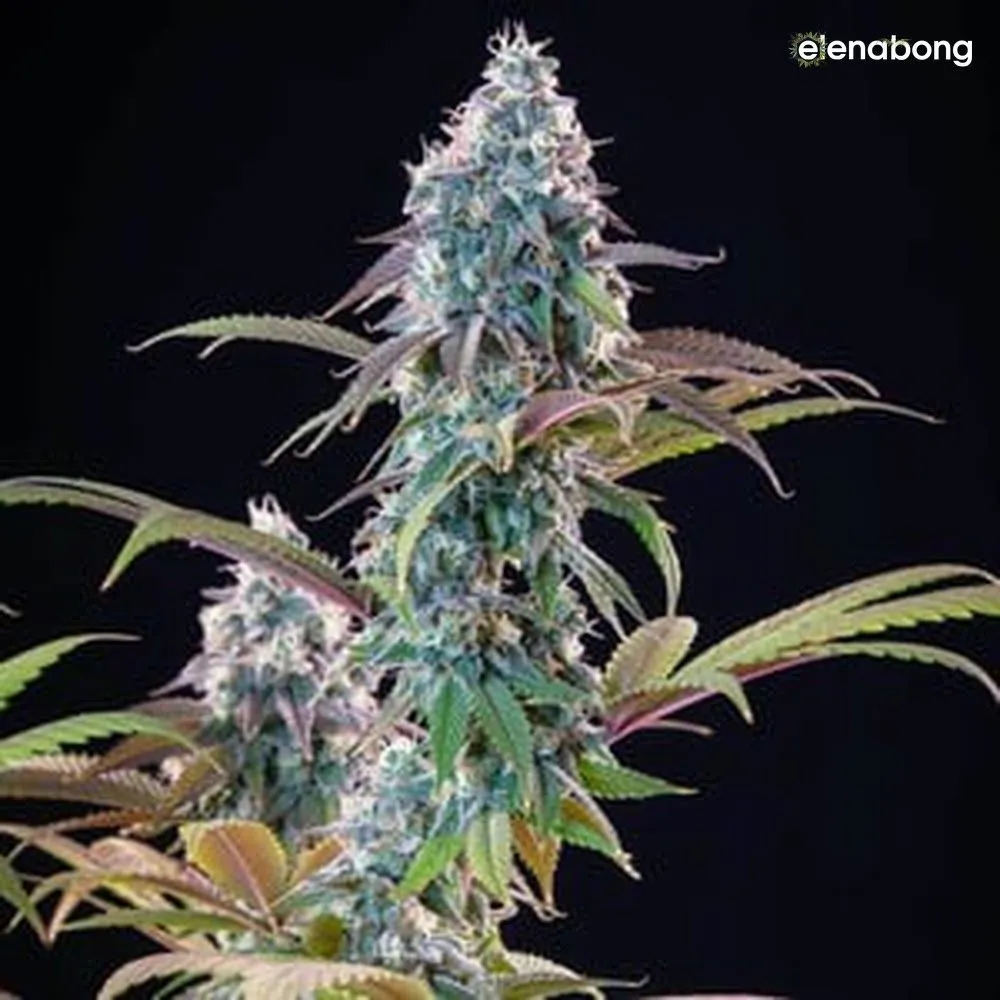 Punch Pie Royal Queen Seeds — фото 10