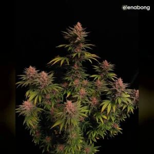 Purple Lemonade FF FastBuds — фото 1
