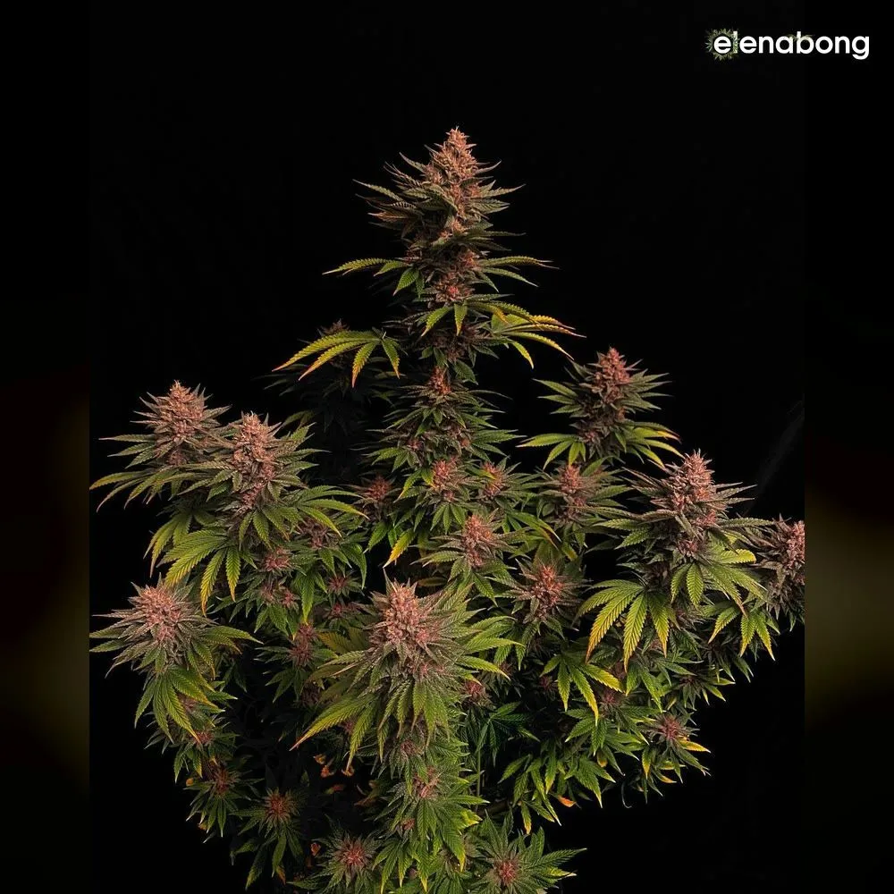 Purple Lemonade FF FastBuds — фото 1