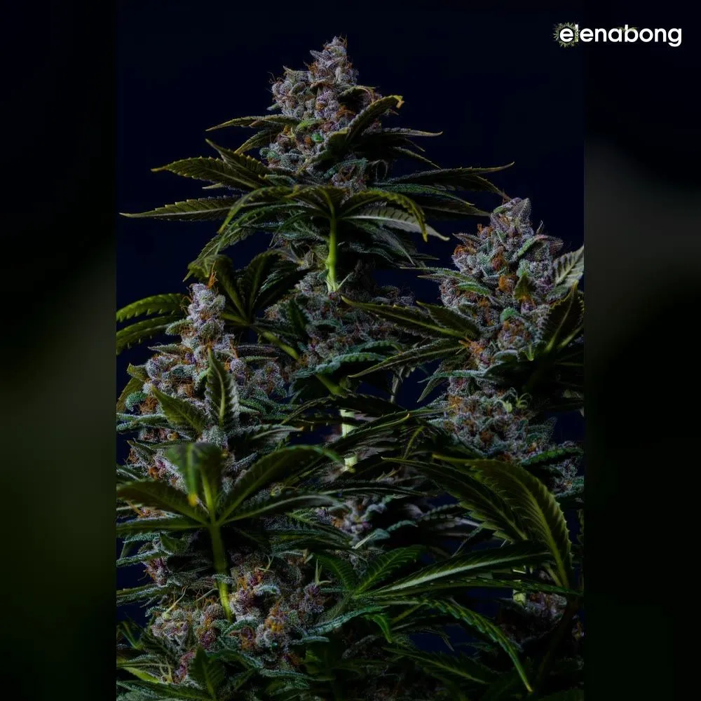 Purple Lemonade FF FastBuds — фото 10