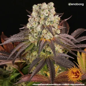 Purple Punch x Lemon Drizzle Barney's Farm — фото 1