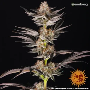 RS11 x Banana OG Strain Barney's Farm — фото 1
