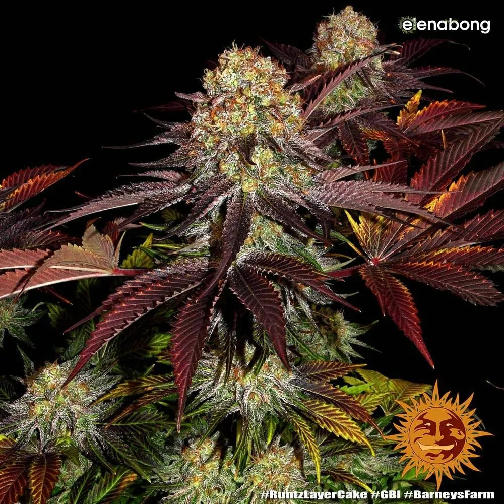 Runtz x Layer Cake Barney's Farm — фото 2