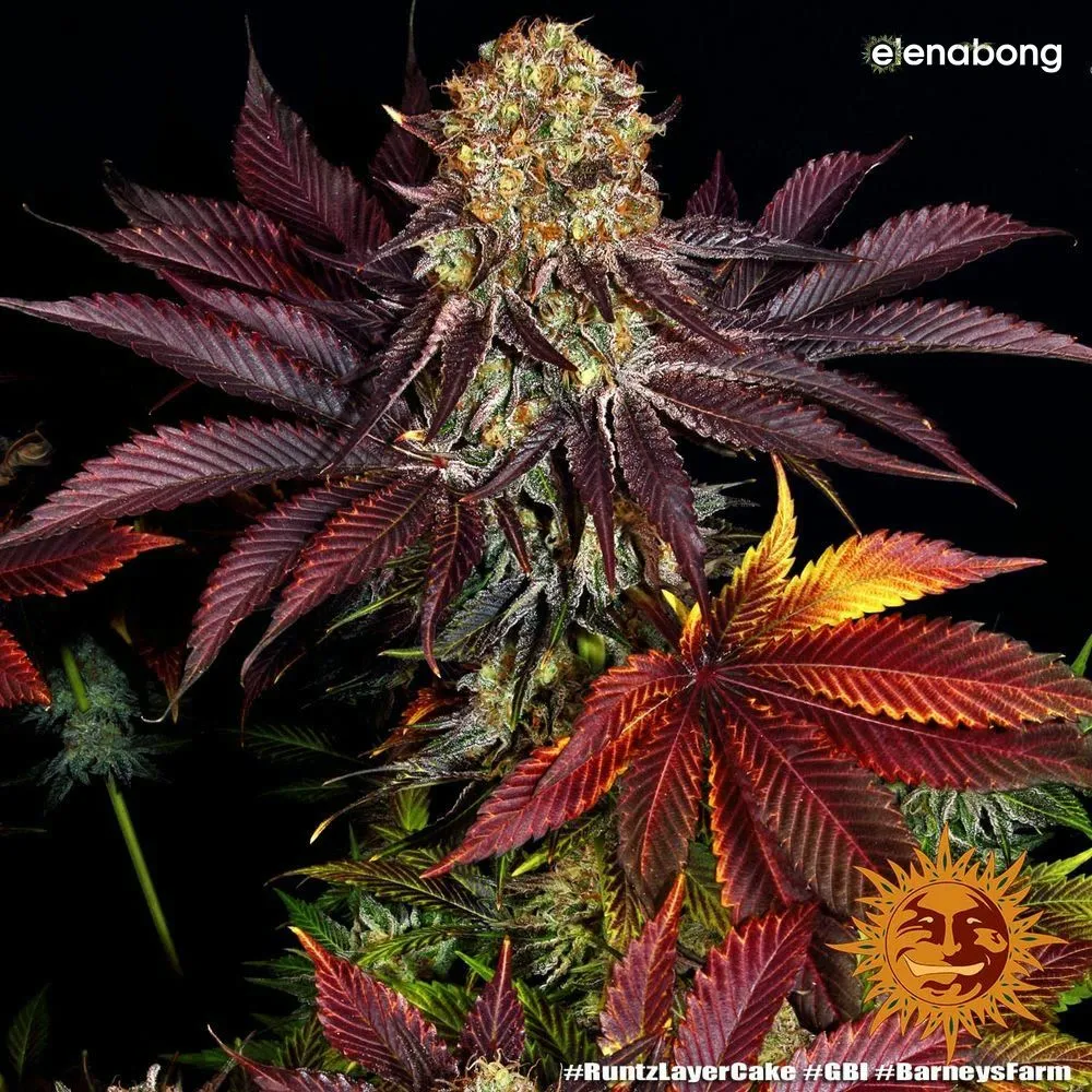 Runtz x Layer Cake Barney's Farm — фото 4