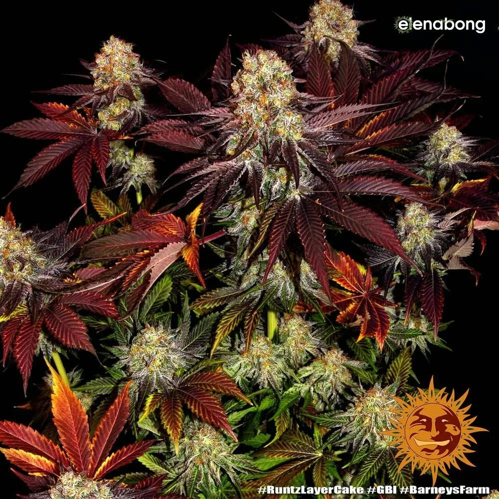 Runtz x Layer Cake Barney's Farm — фото 5
