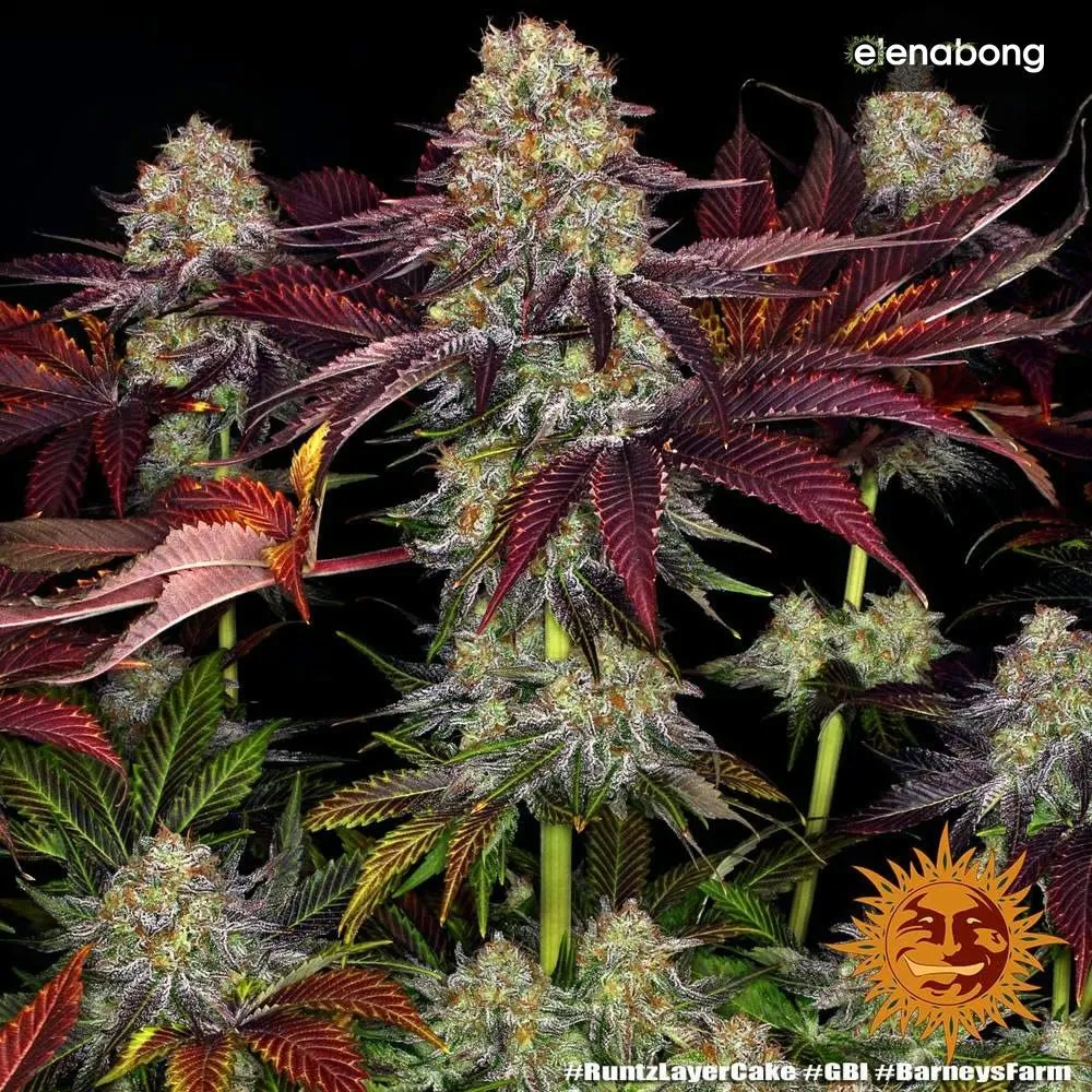 Runtz x Layer Cake Barney's Farm — фото 7