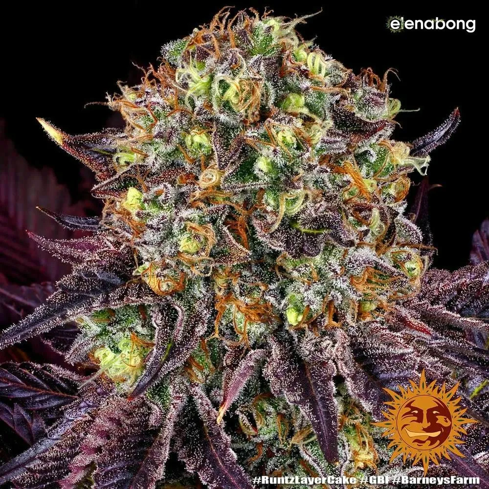 Runtz x Layer Cake Barney's Farm — фото 8