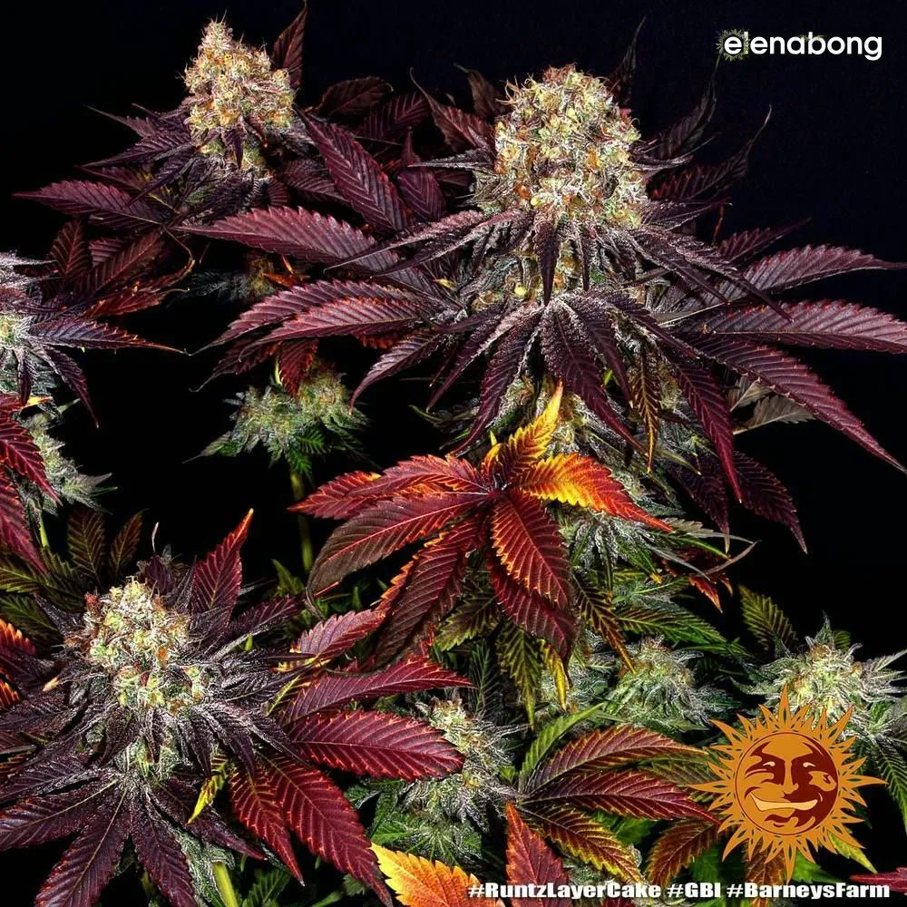 Runtz x Layer Cake Barney's Farm — фото 9