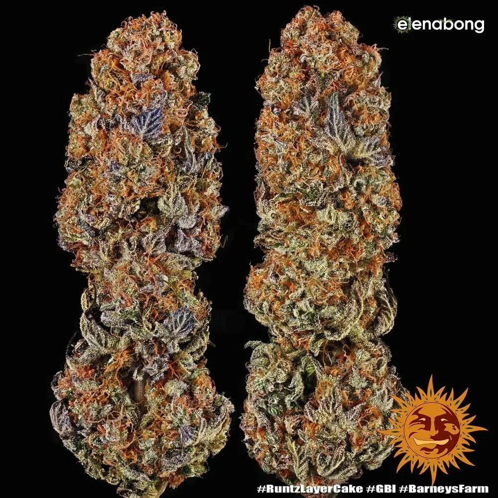 Runtz x Layer Cake Barney's Farm — фото 10