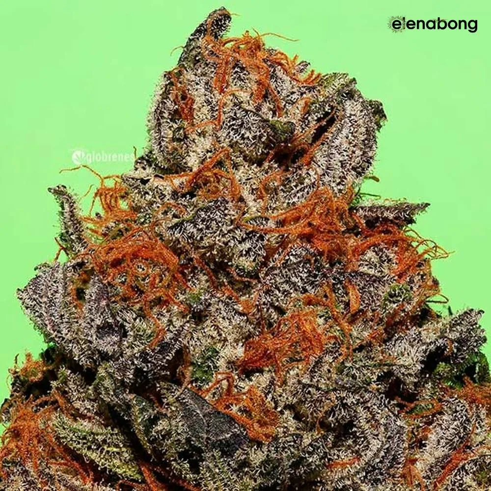 Unknown Kush Delicious Seeds — фото 2