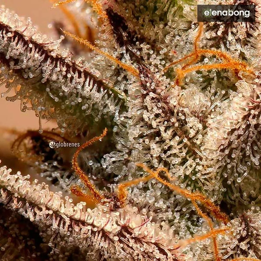 Unknown Kush Delicious Seeds — фото 6