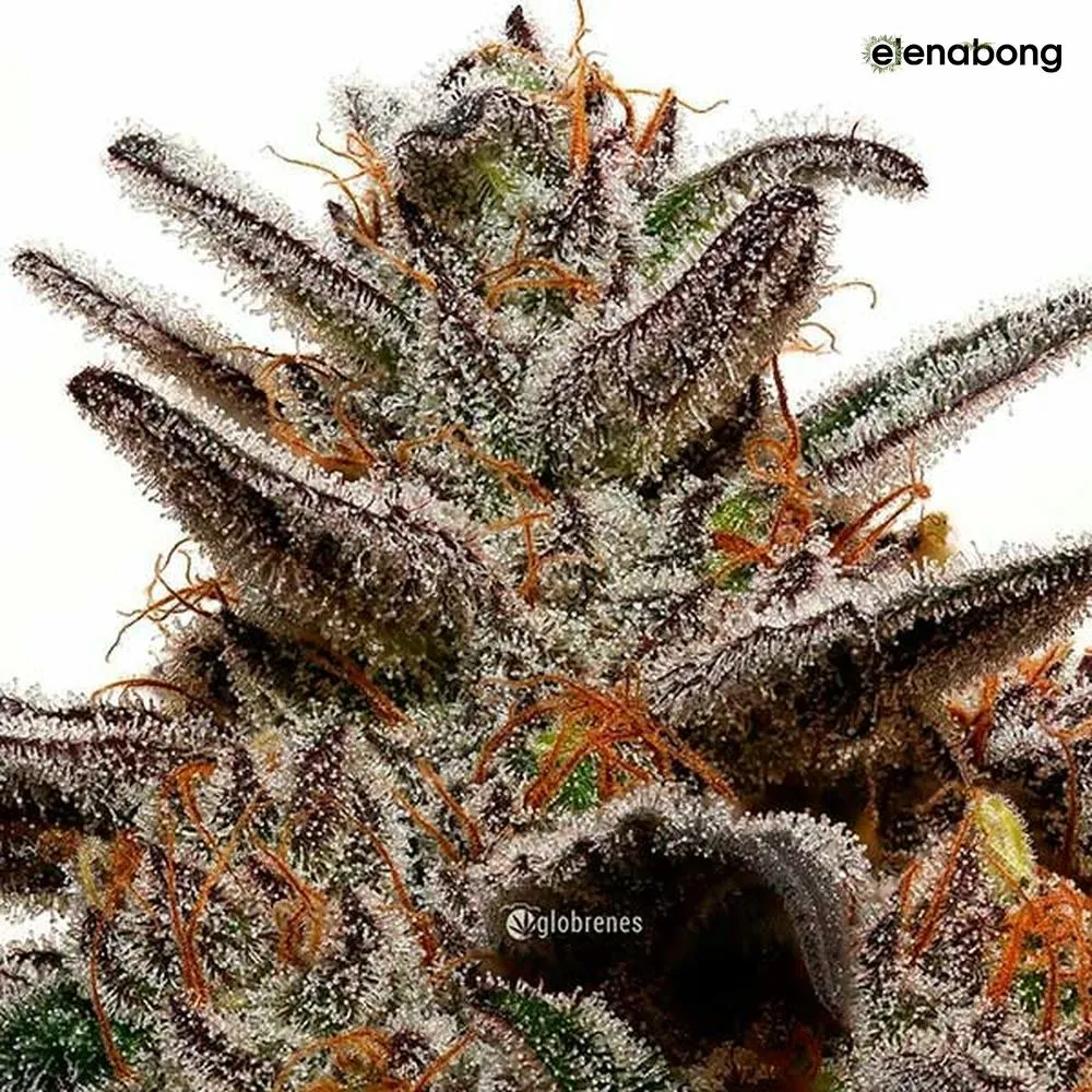 Unknown Kush Delicious Seeds — фото 10